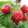 Raspberry freemen